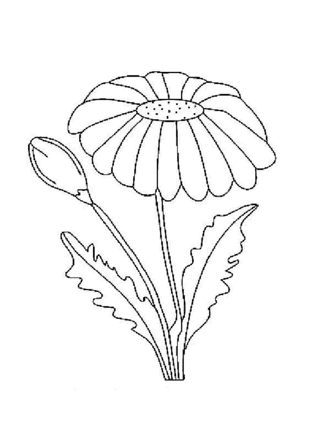 Раскраски ромашка в цвету, бутон ромашки Ромашка Ромашка
