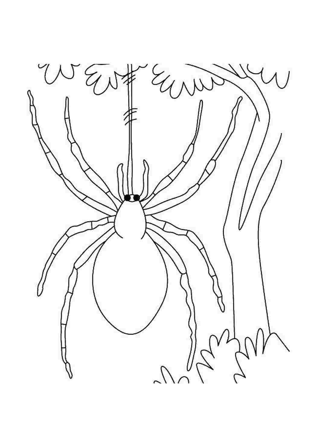 Раскраски Паук висит на паутине пауки Насекомые, паук