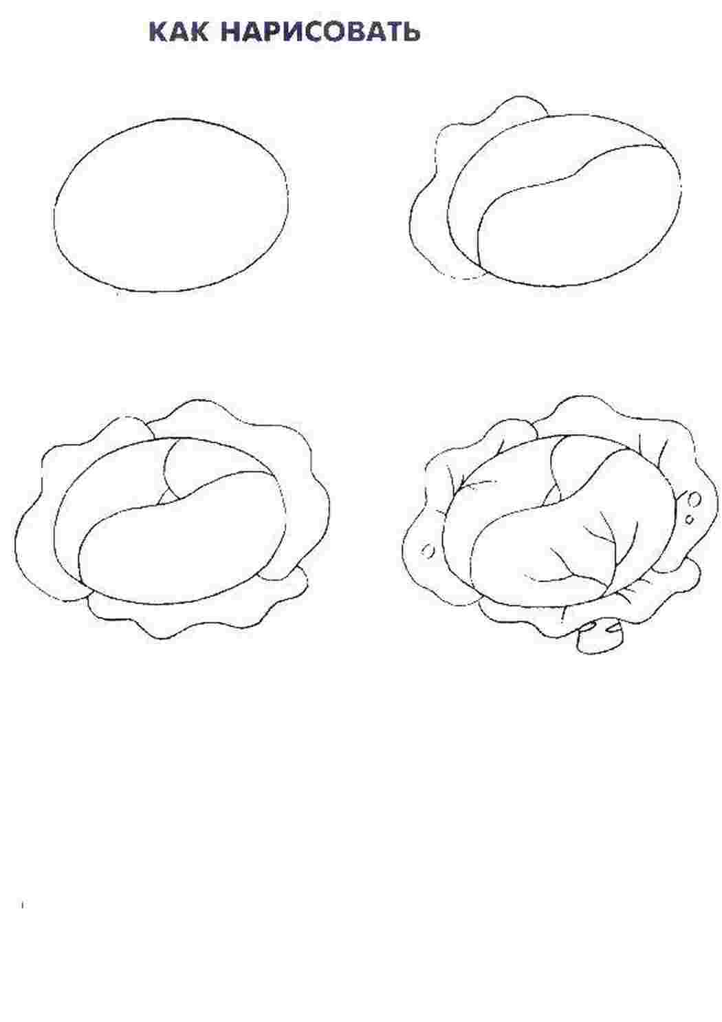 Раскраски Поэтапно рисуем капусту как нарисовать поэтапно овощи, каустап
