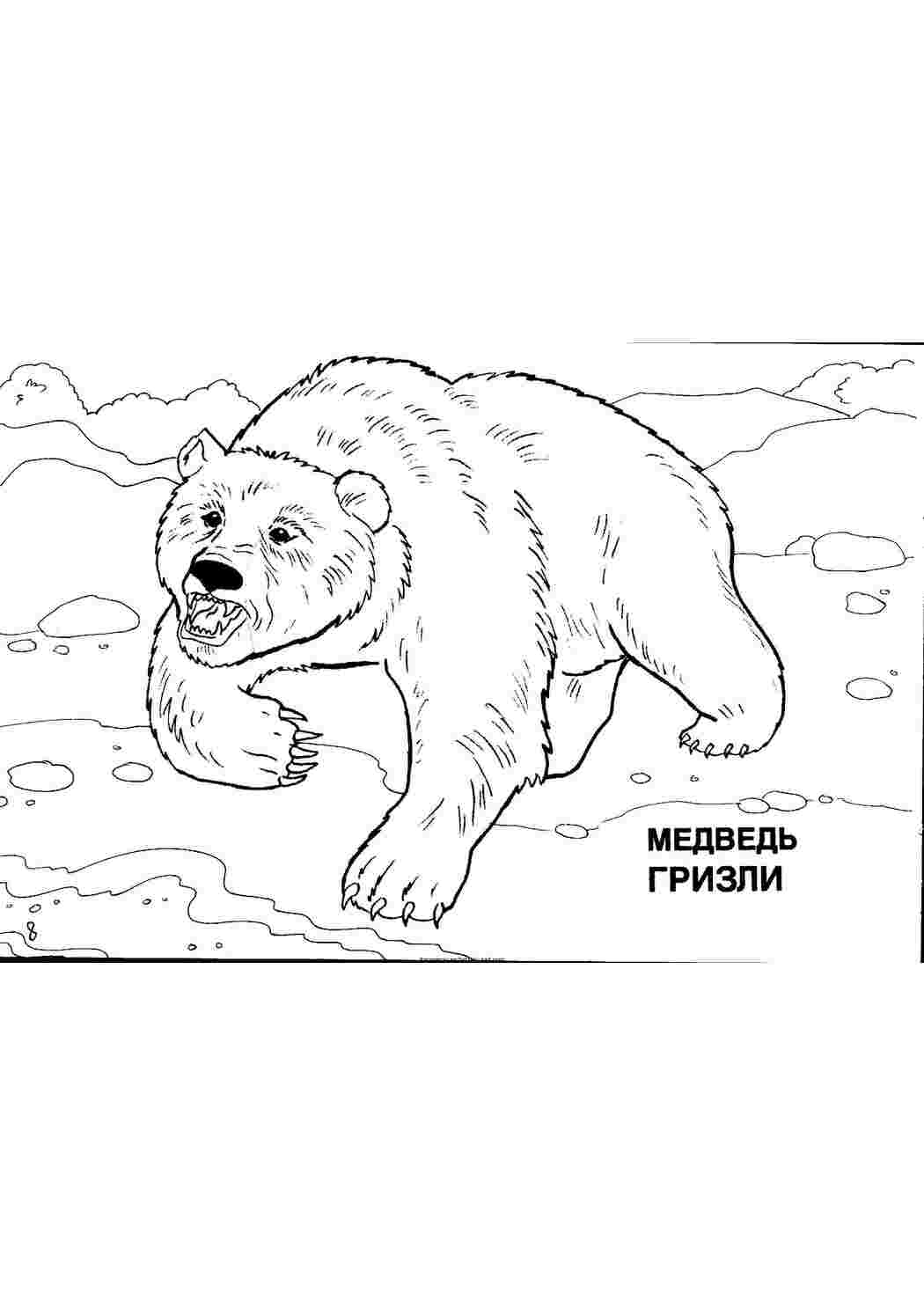 Раскраски Медведи скачать и распечатать бесплатно мишка очень любит малину и мед