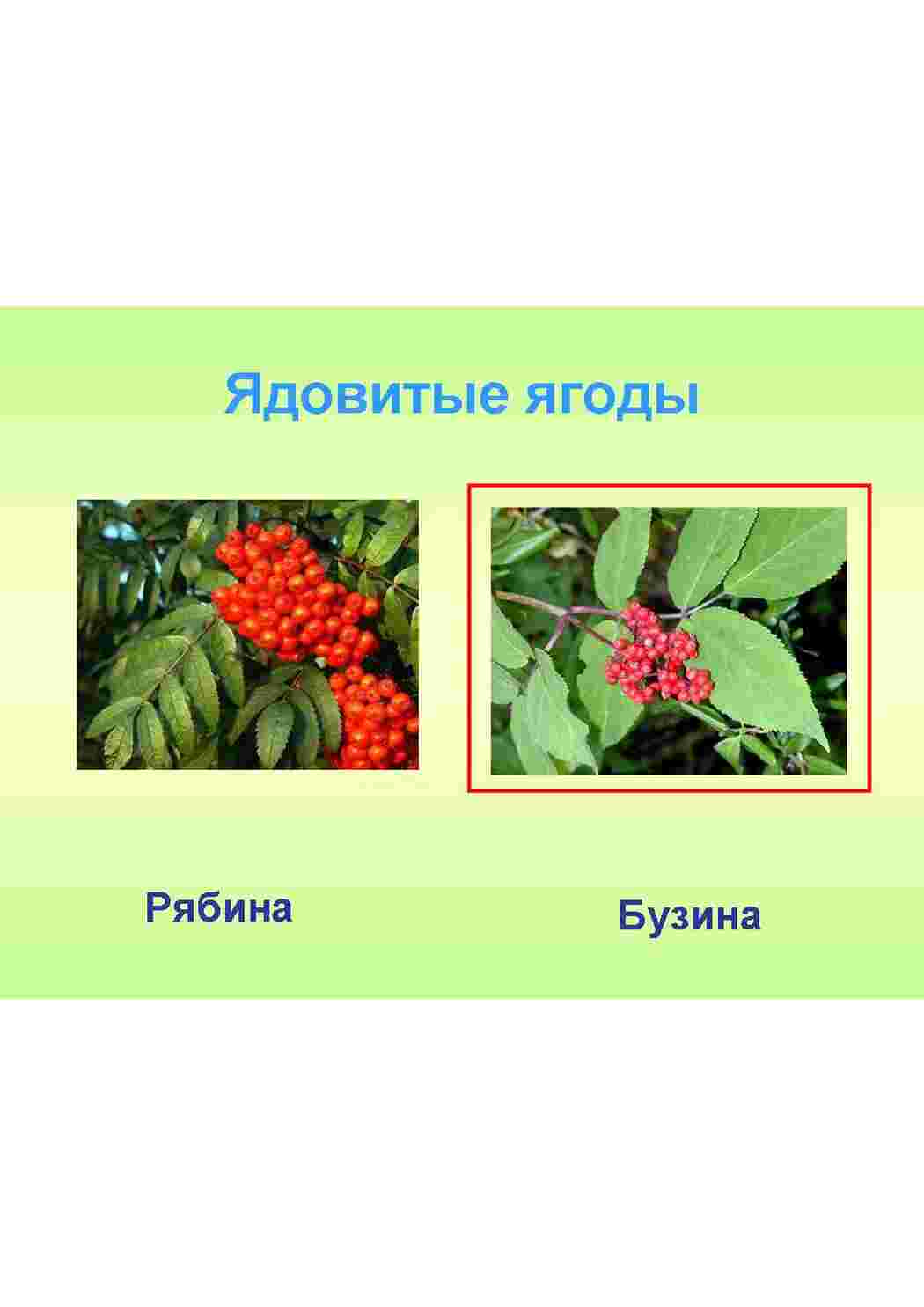 Раскраски карточки ягода малина клюква еживика  карточки ягода малина клюква еживика