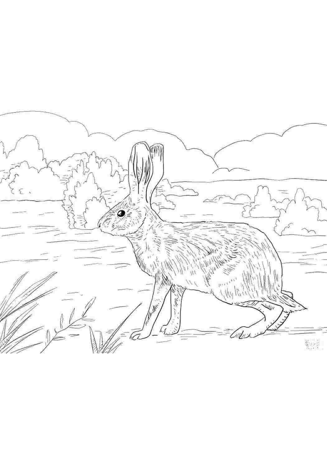 Раскраски Кролик на лугу кролик животные, заяц, кролик, луг