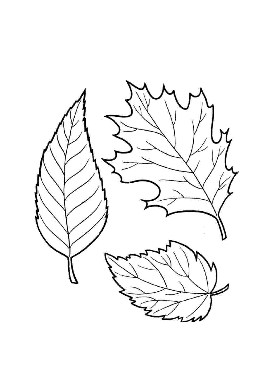 Шаблоны и картинки листьев разных деревьев | Узор для вышивки, Рисунки, Раскраски