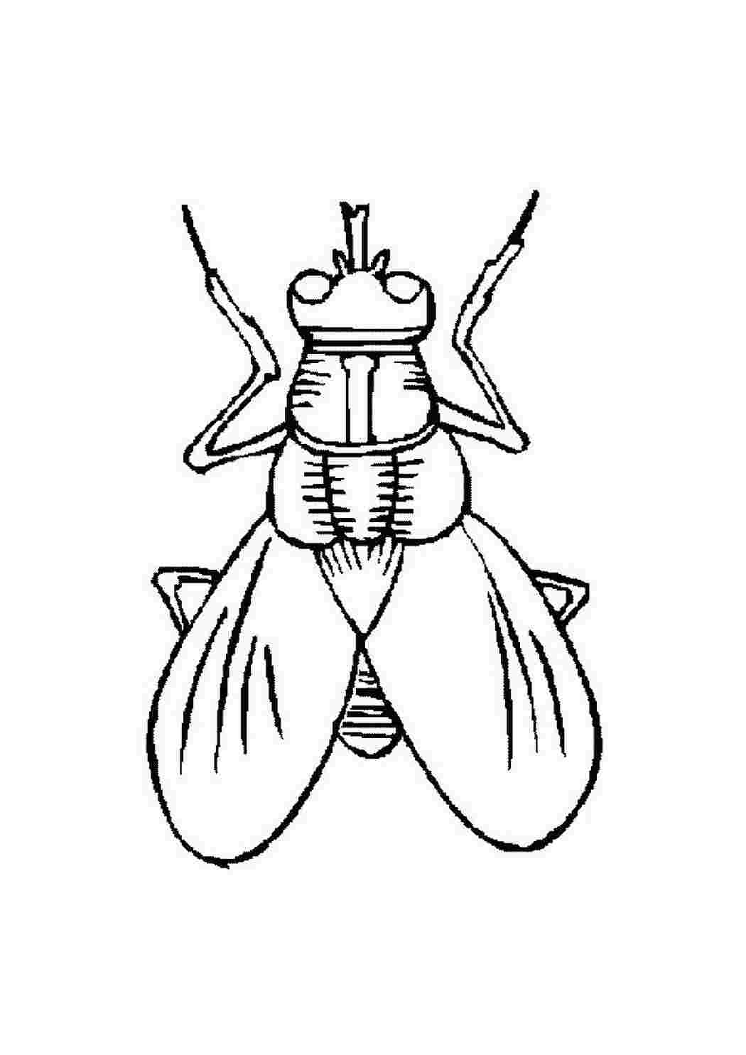 Раскраски насекомые. муха домашняя  Раскраски скачать онлайн