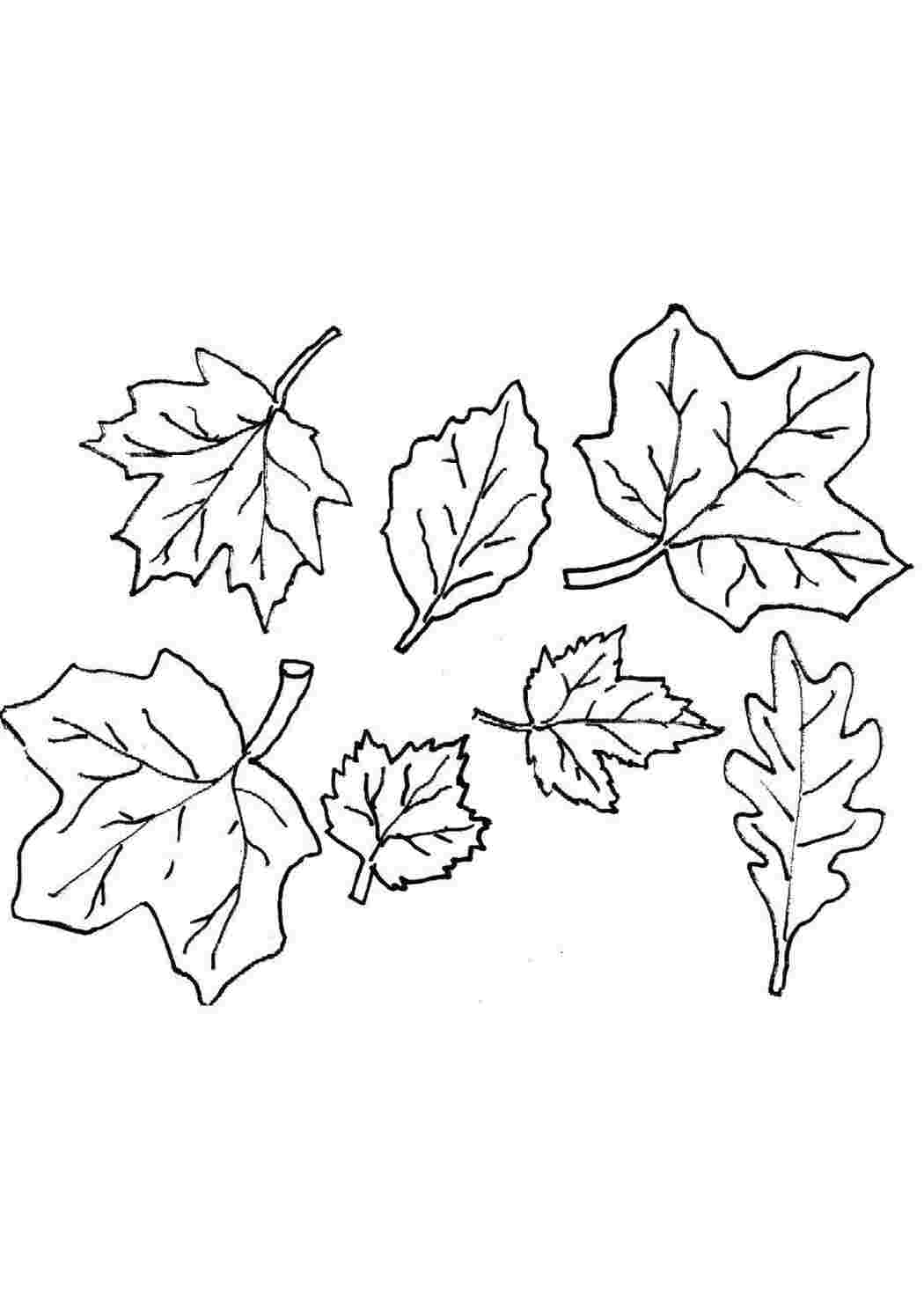 Раскраски листьев, Раскраска осенние листья трафареты картинки Контуры листьев.