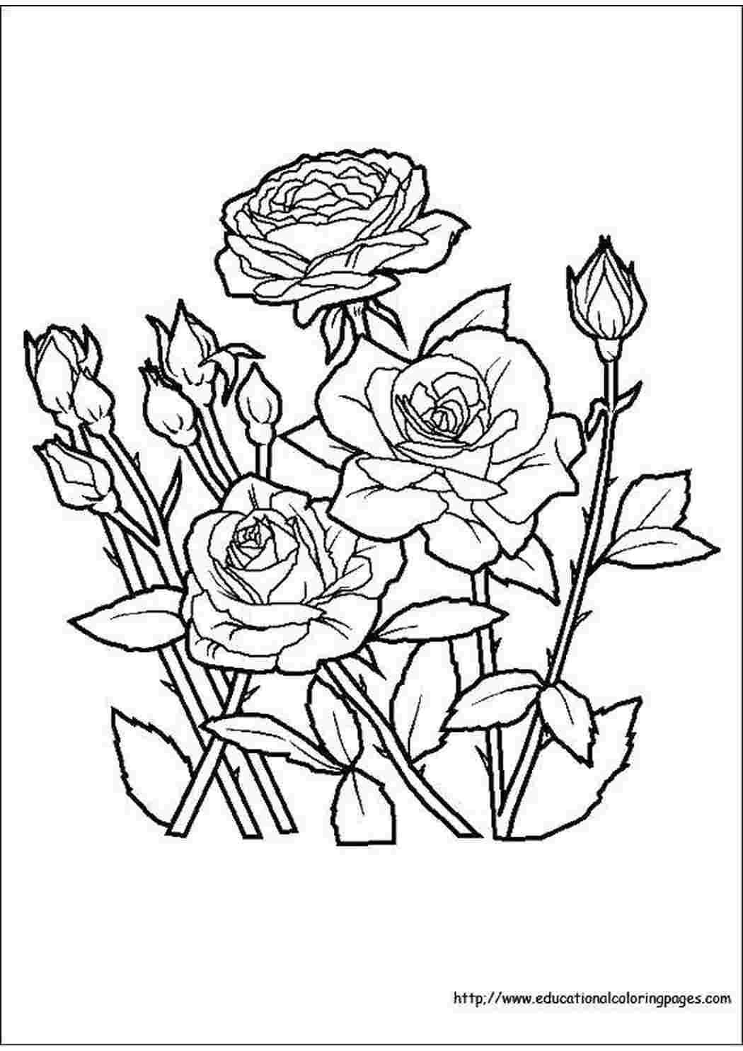 Раскраски Клумба с розами Цветы цветы, розы, растения