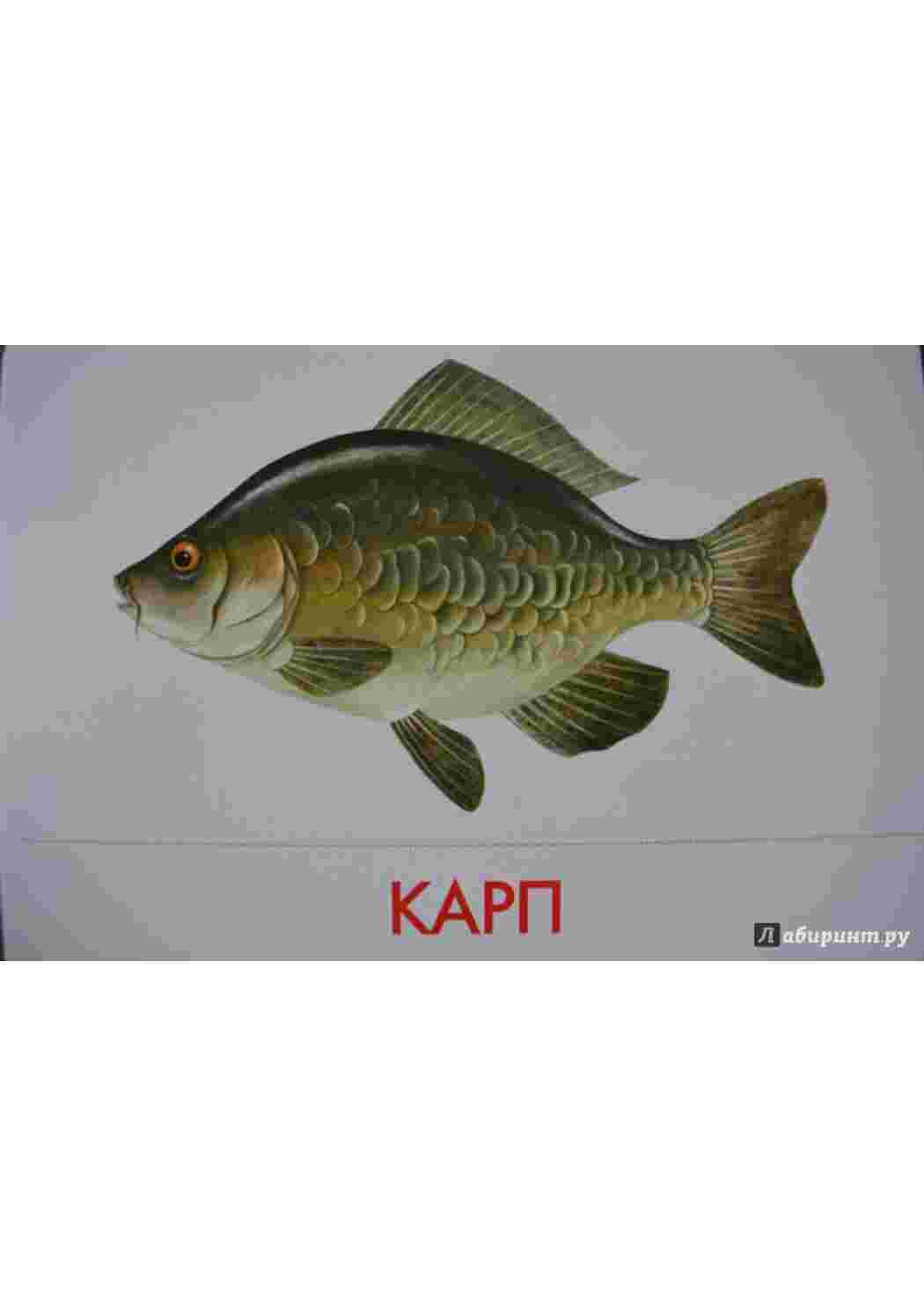  карточки рыбы 