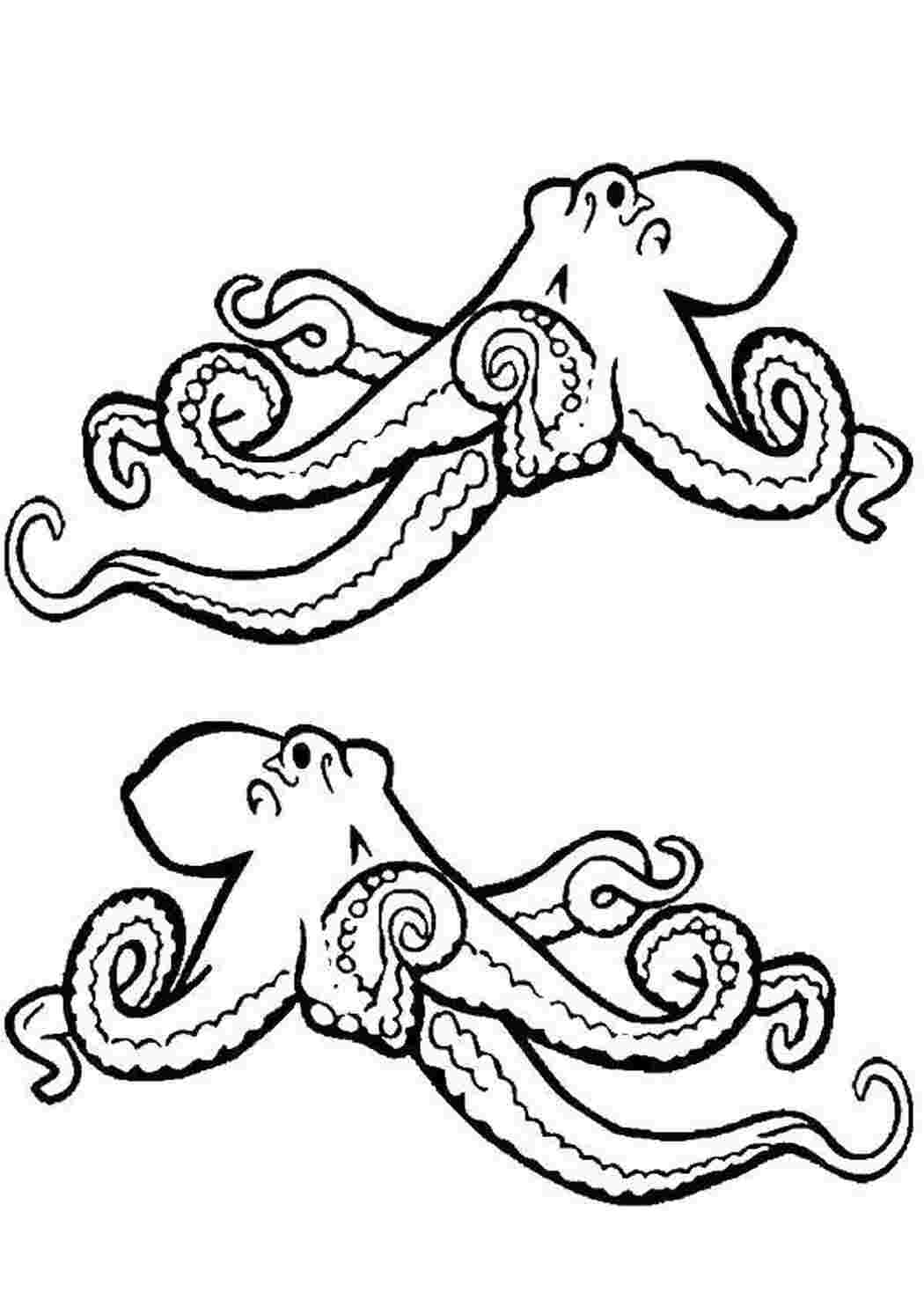 Раскраски Два осьминога Морские животные осьминог, щупальце, глаза