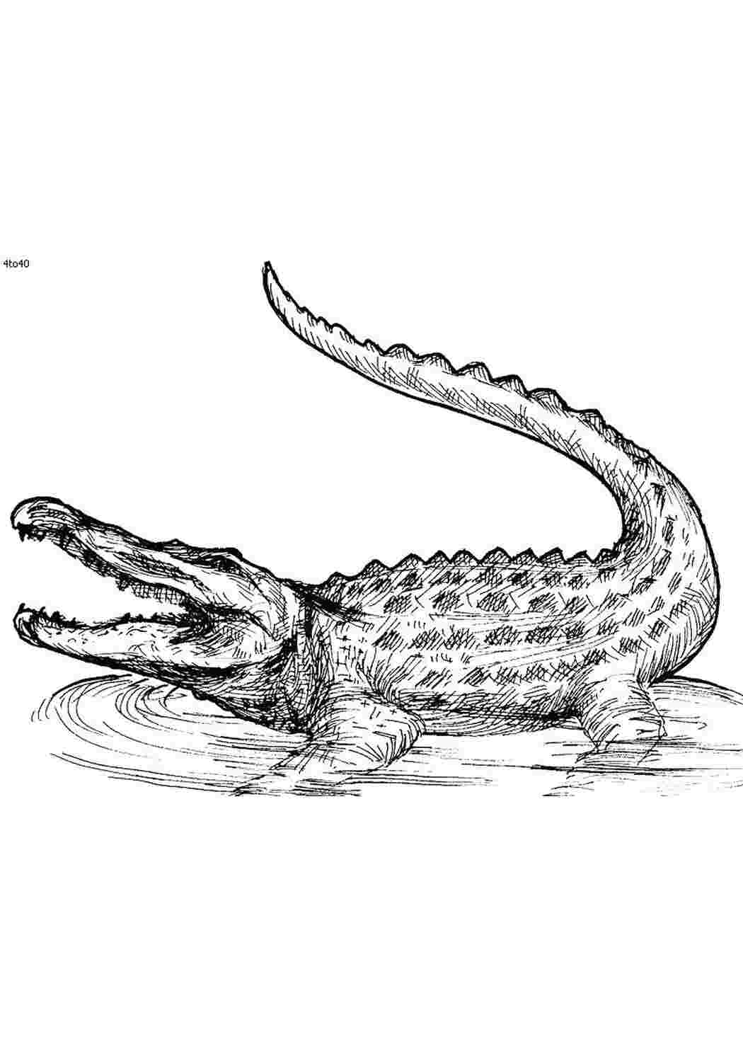 Крокодил раскраска