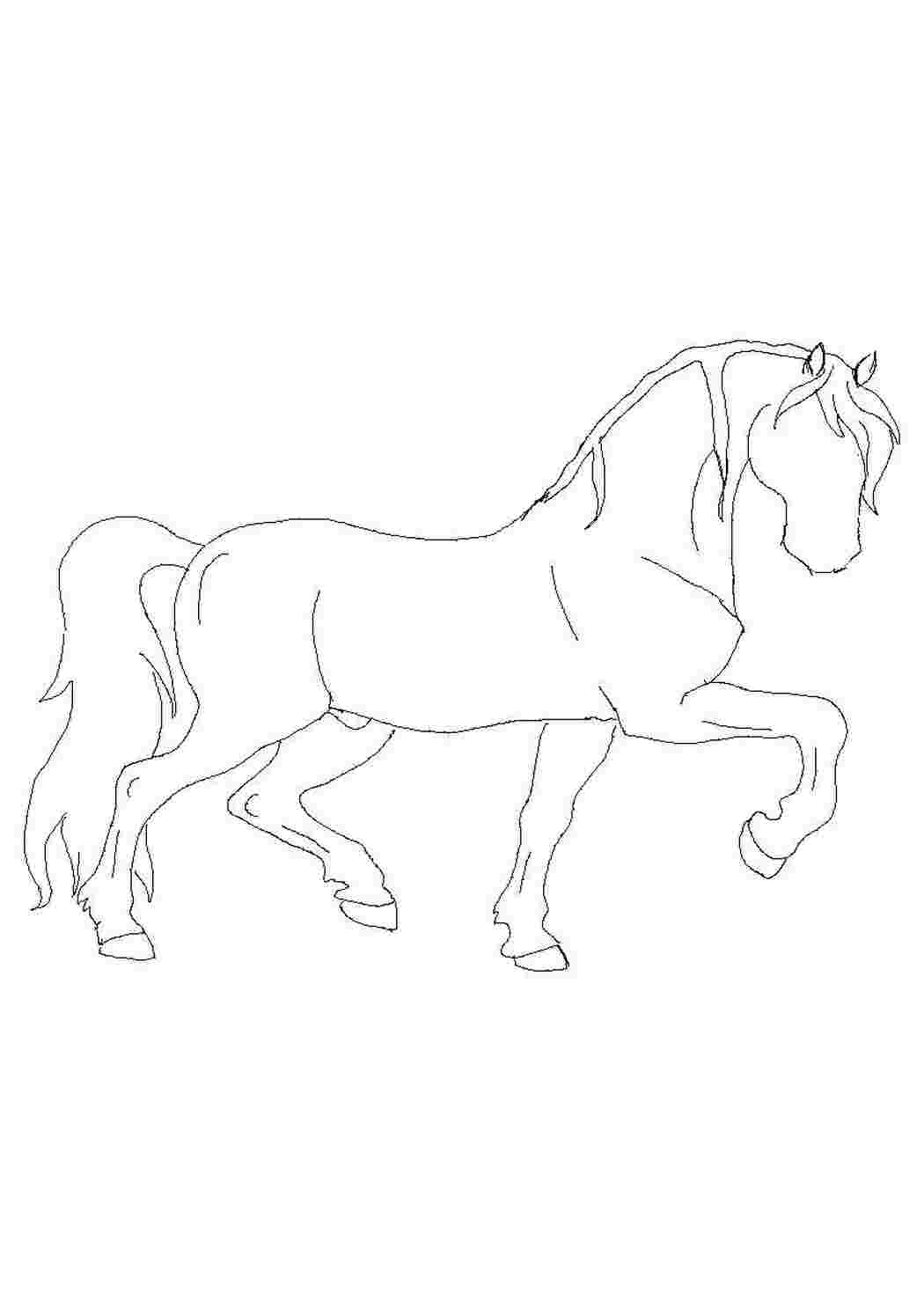 Раскраска «Голова лошади»