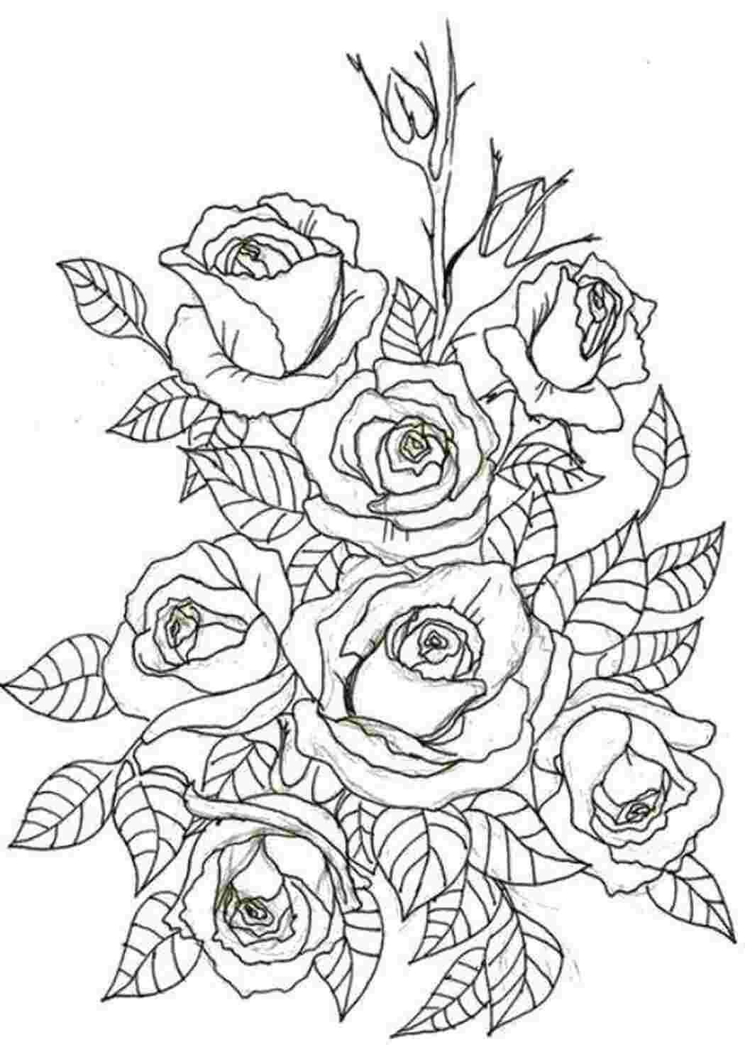 Раскраски Розы цветы Цветы, розы
