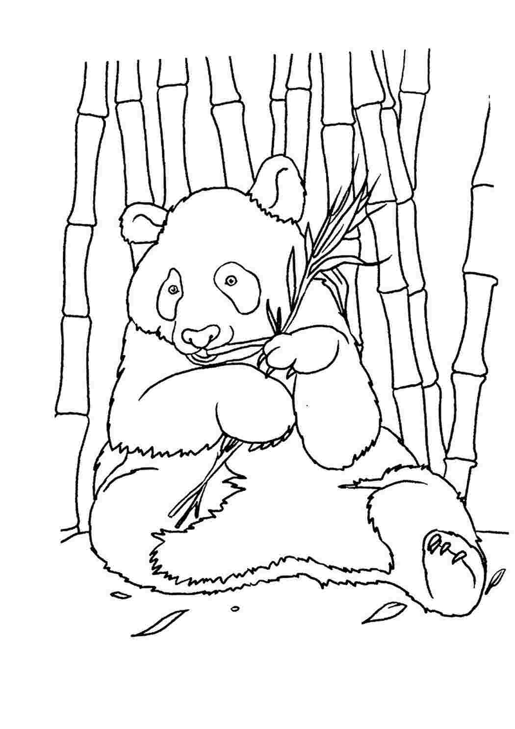 Раскраски с пандами и котятами (46 фото) » Картинки, раскраски и трафареты для всех - rov-hyundai.ru