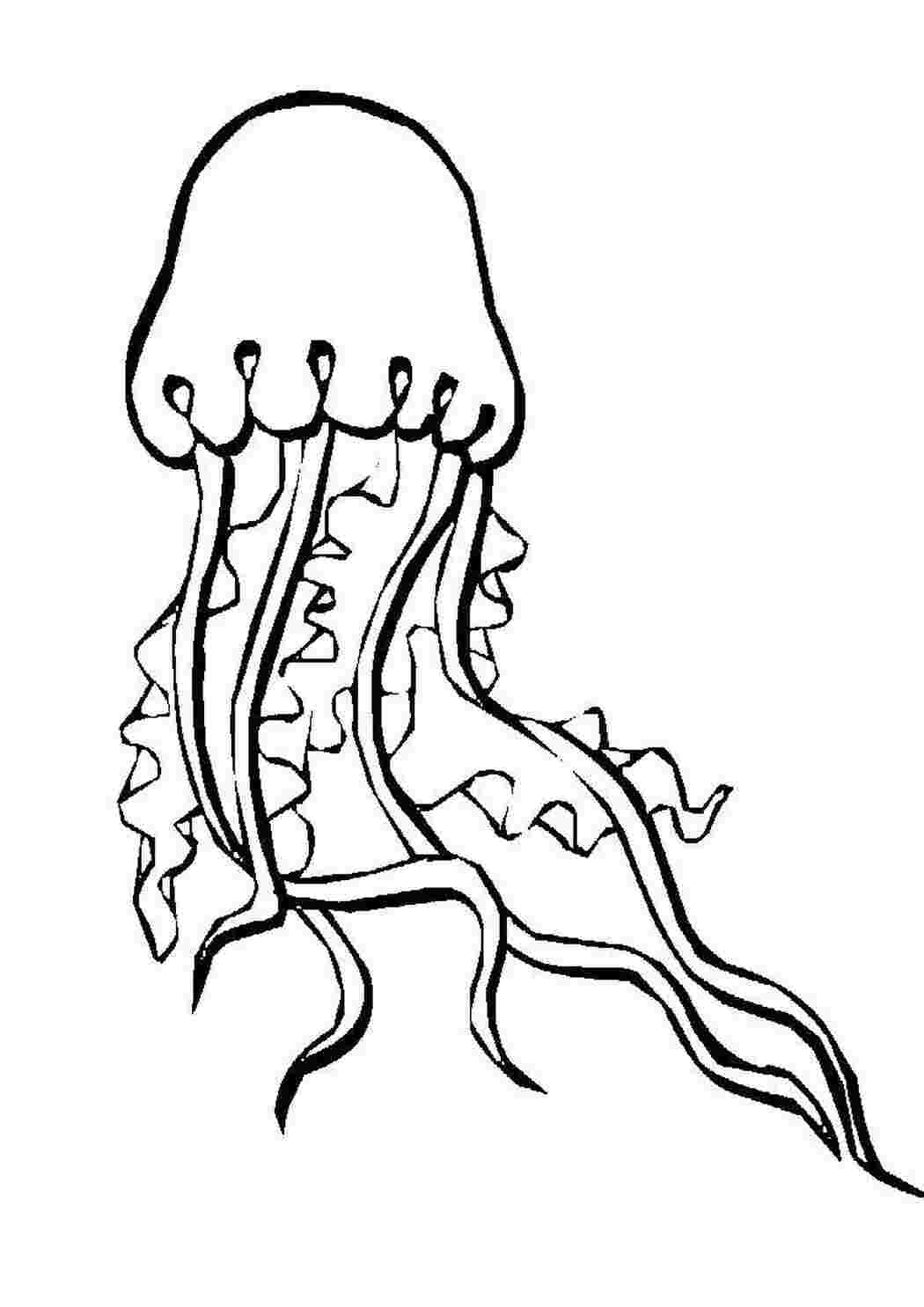 Раскраски Изящная медузка Морские обитатели Подводный мир, медуза