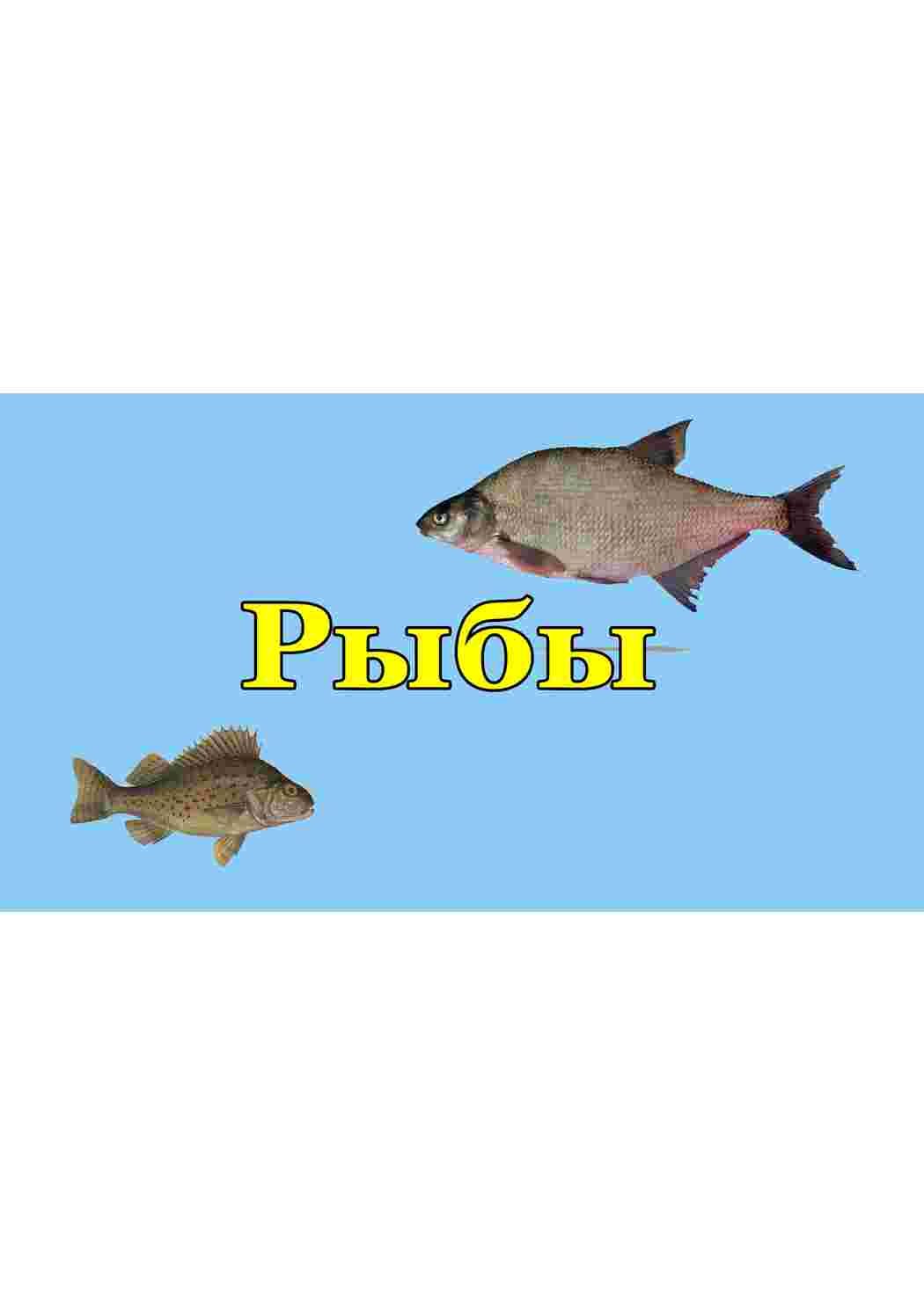  карточки рыбы 