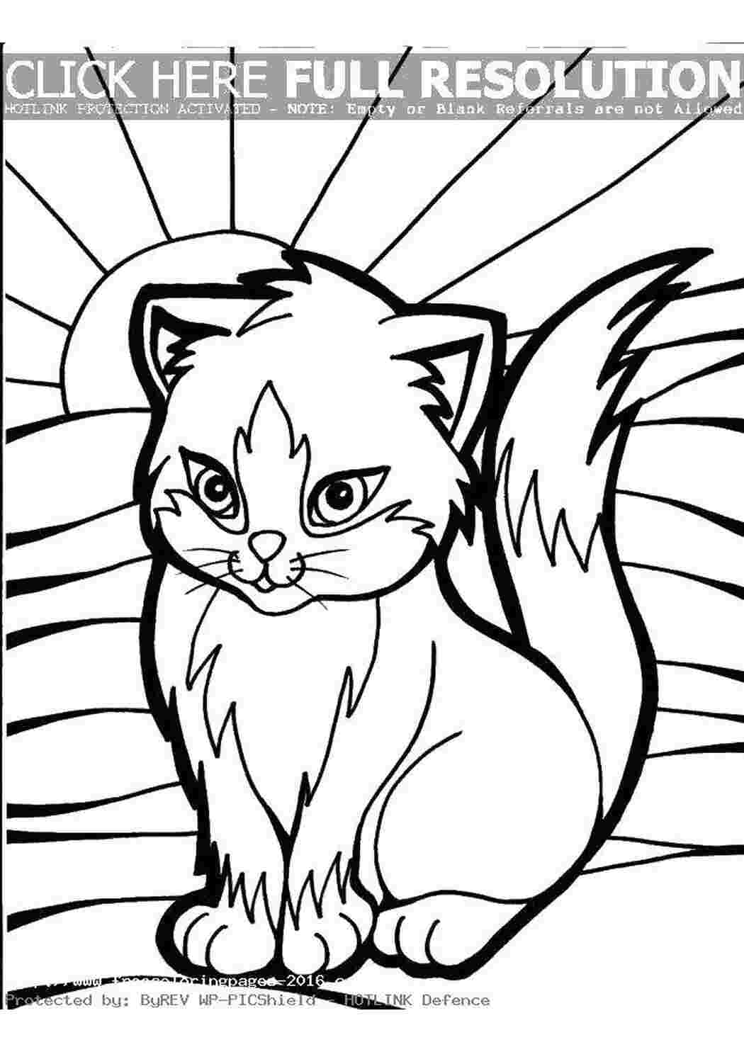 котики кошка, солнце, хвостик