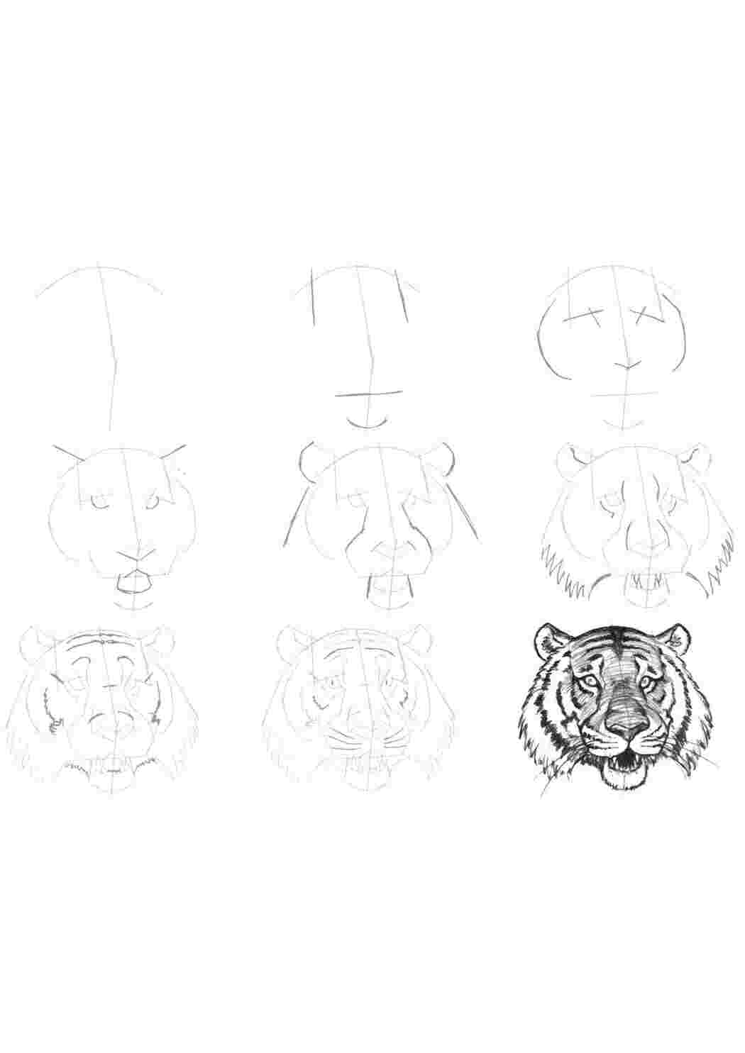 Раскраски Мордочка тигра как нарисовать поэтапно карандашом Животные, тигр