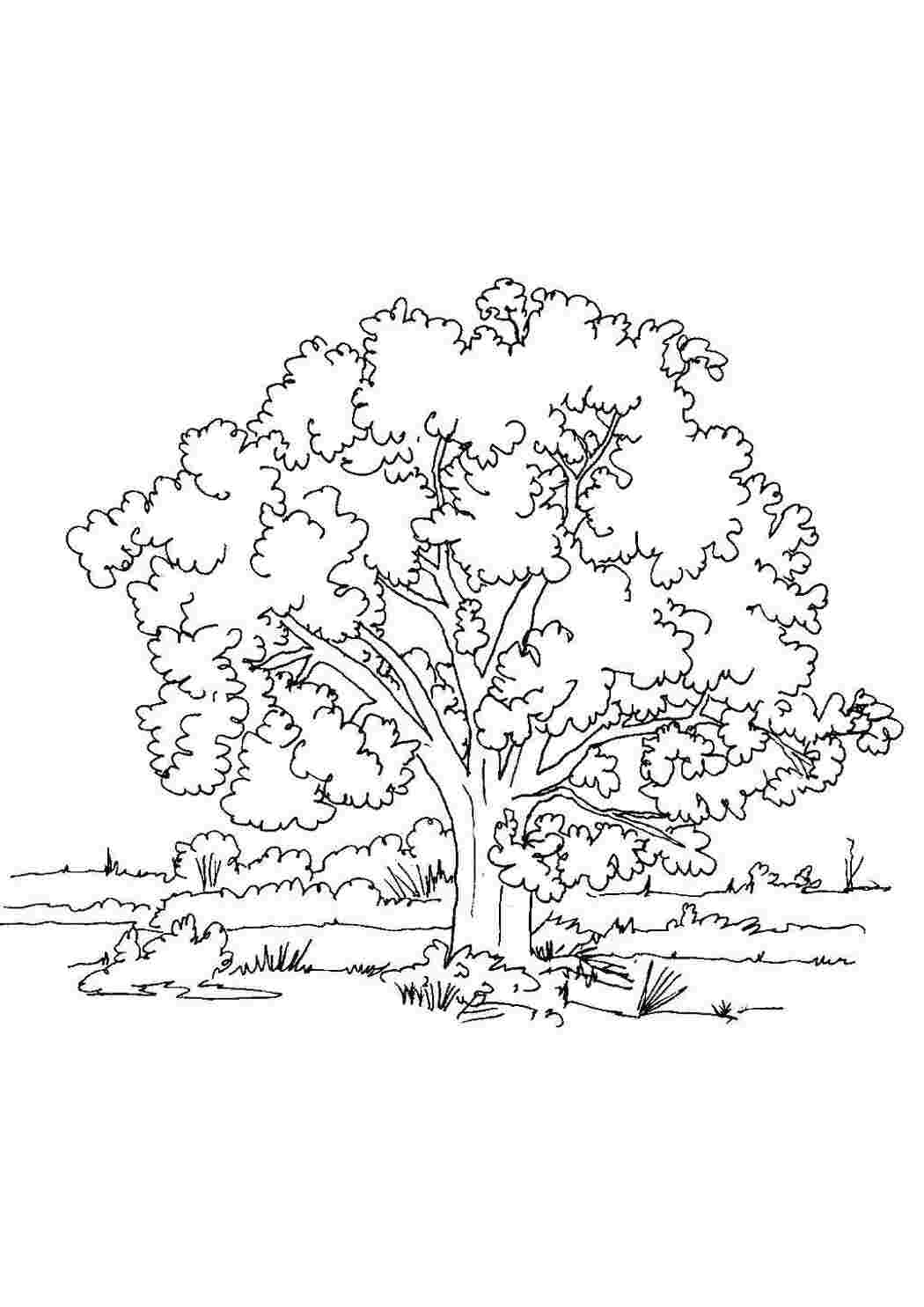 Изображения по запросу Дерево баобаб
