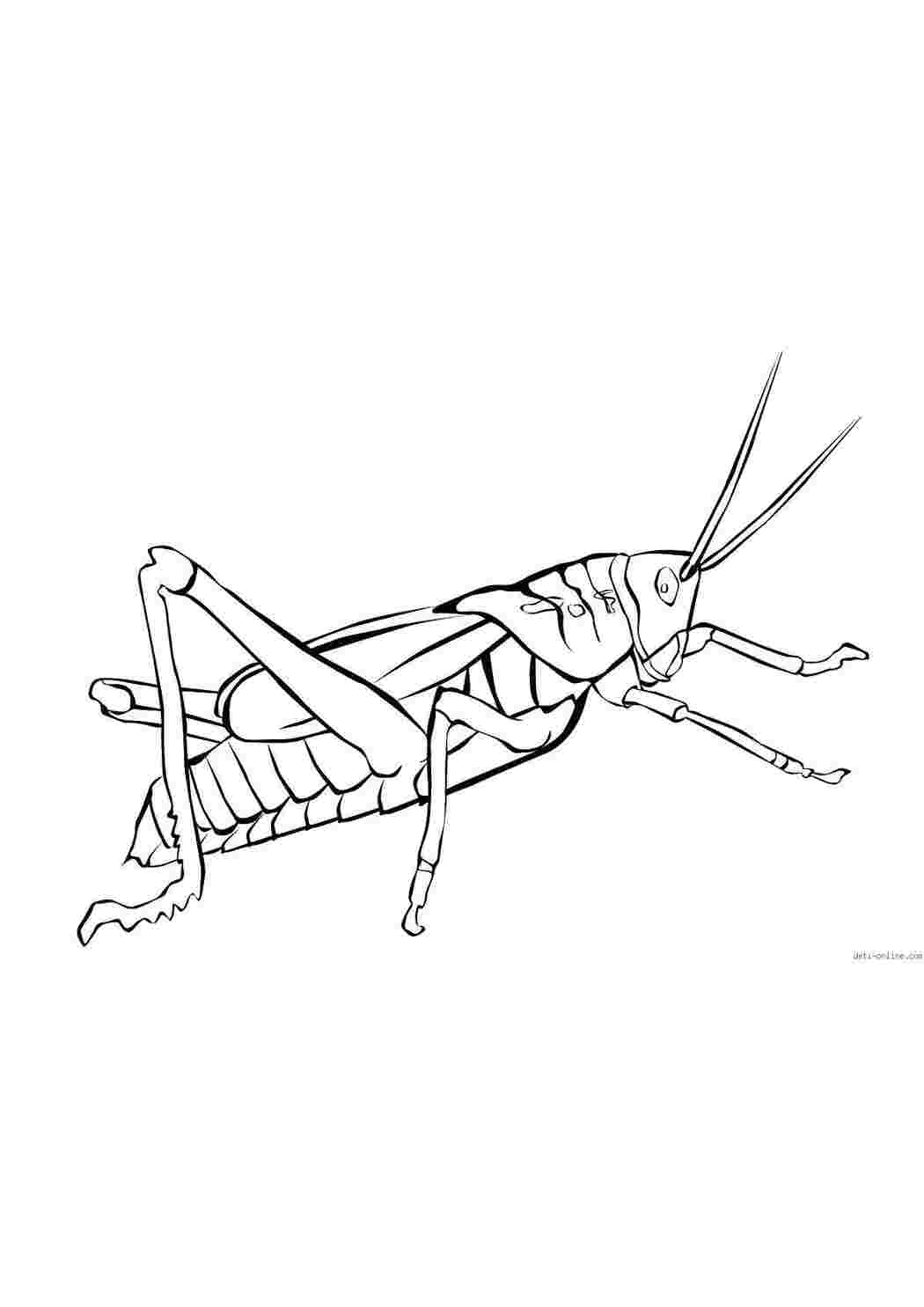 Раскраски Кузнечик Насекомые кузнечик, лапки, усики