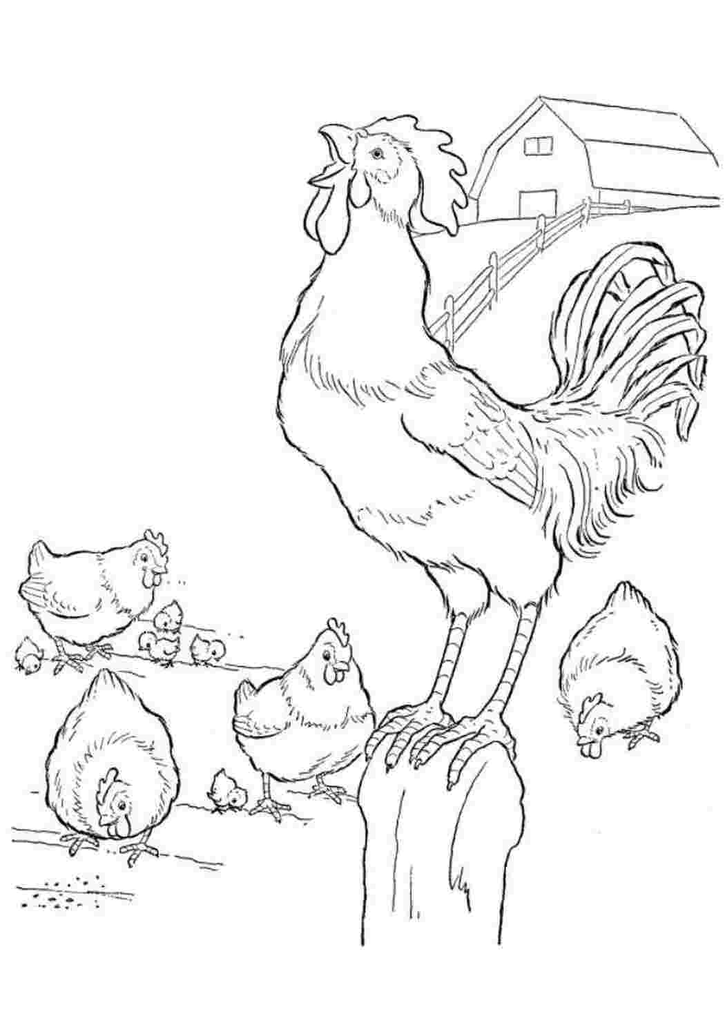 Раскраска Курочка с цыплятами - распечатать бесплатно