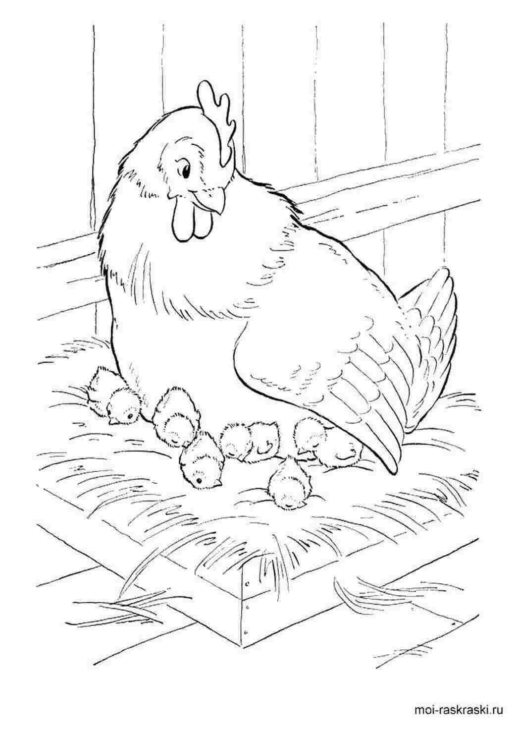 Раскраска Курица и цыплята, скачать и распечатать раскраску раздела Животные и их детеныши