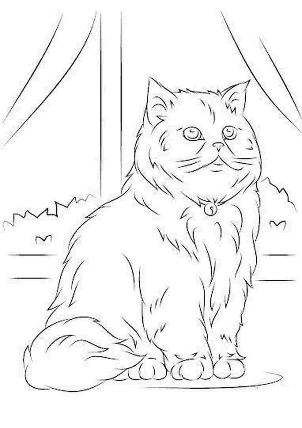 ,кот большой,