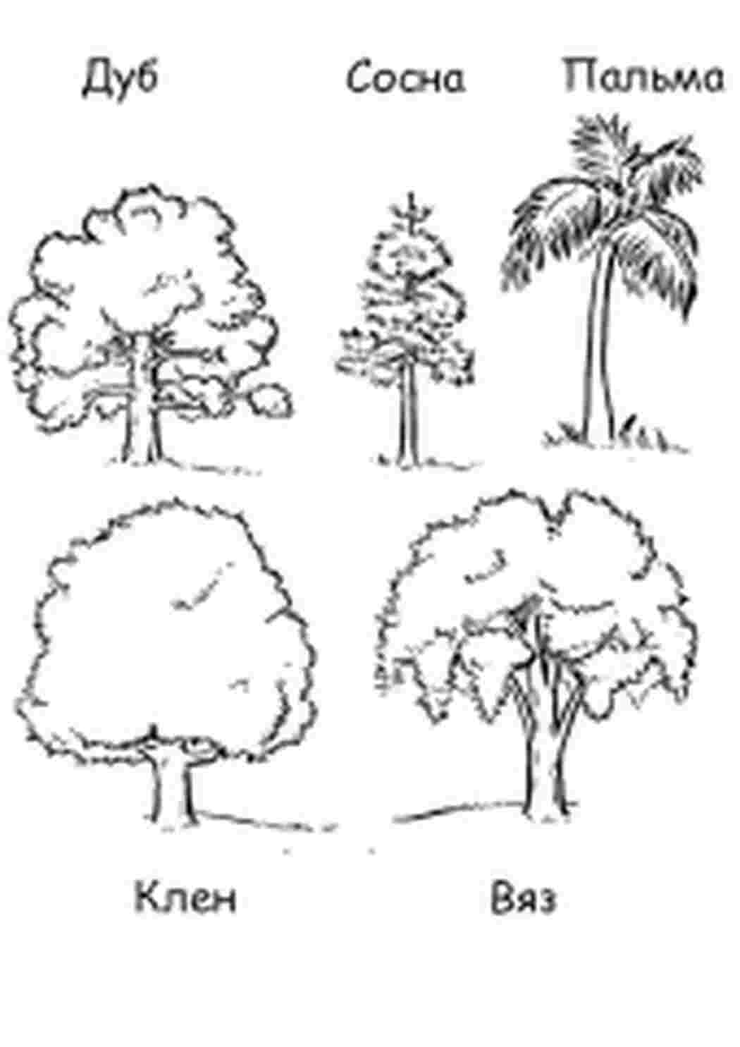Раскраски Скачать бесплатные раскраски деревья. Раскраски детские окружающий мир.  Раскраски для детей с деревьями. Раскраски для детей скачать. Скачать бесплатные раскраски деревья. Раскраски детские окружающий мир. Бесплатные детские раскраски.