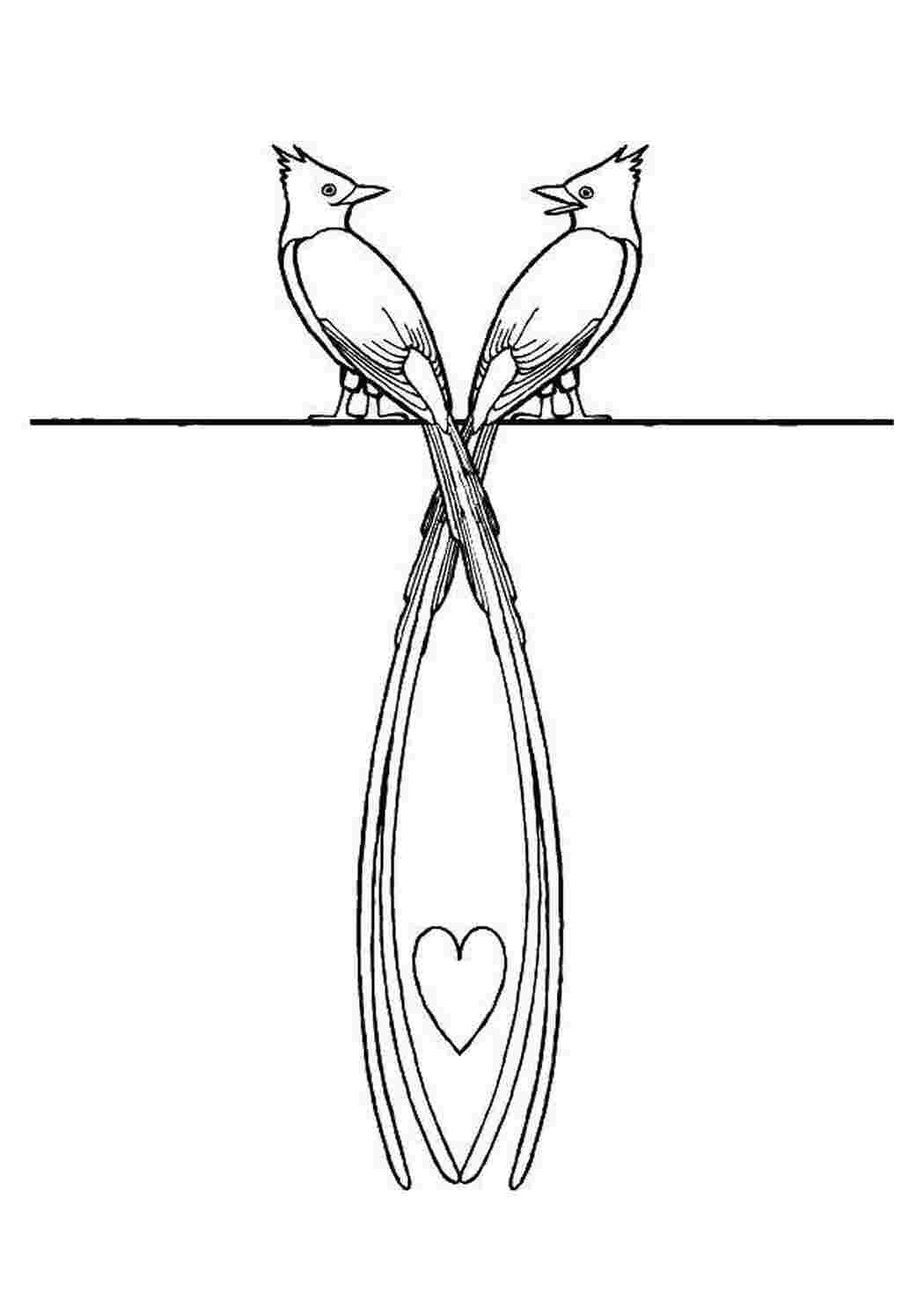 Раскраски Сердце между длинными хвостами Птицы День Святого Валентина, любовь, сердце