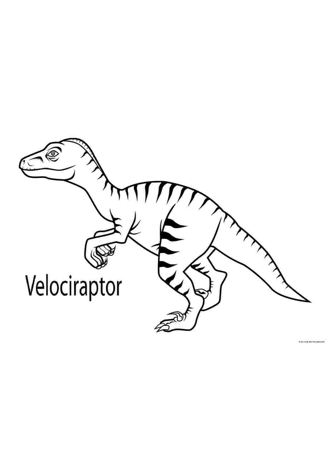 Раскраски Хищный велосираптор динозавр Динозавры, велосираптор