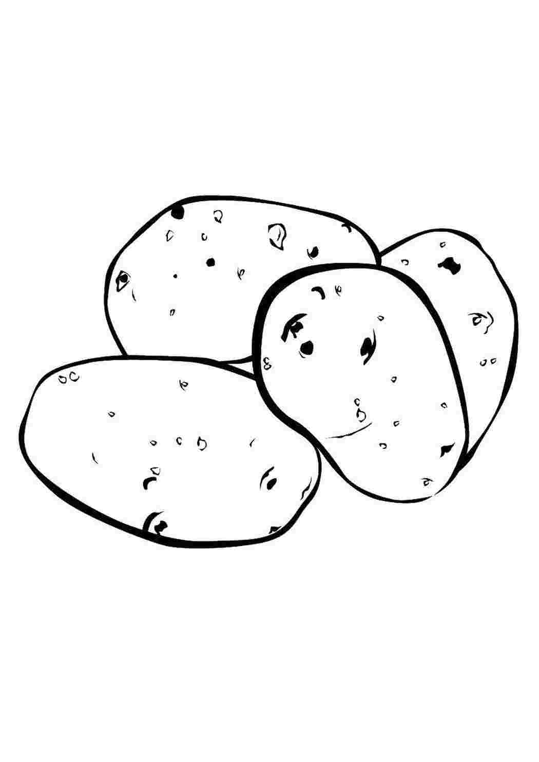 Раскраски Картошка овощи картошка, овощи