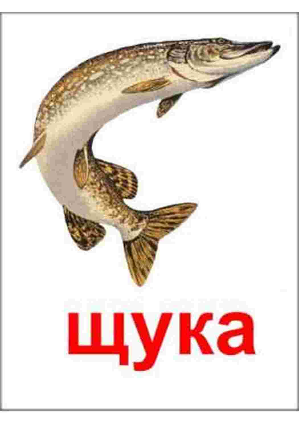 Раскраски карточки рыбы   карточки рыбы 