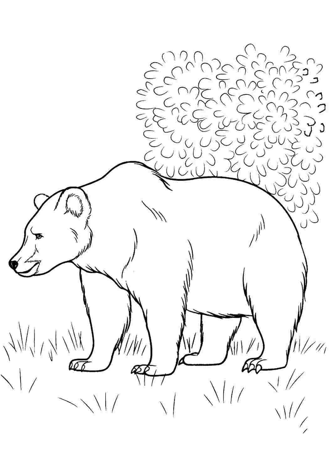 Раскраски Раскраски для детей медведи медведица медвежонок медведь  Медведь