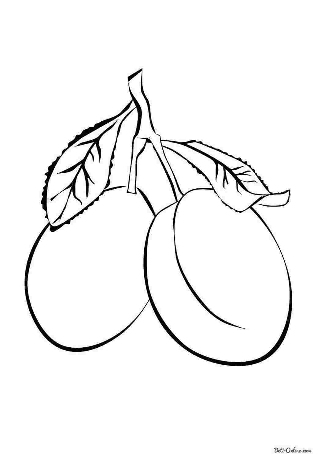 Раскраски Раскраски ягоды малина вишня арбуз вишня крыжовник  Рисунок слива