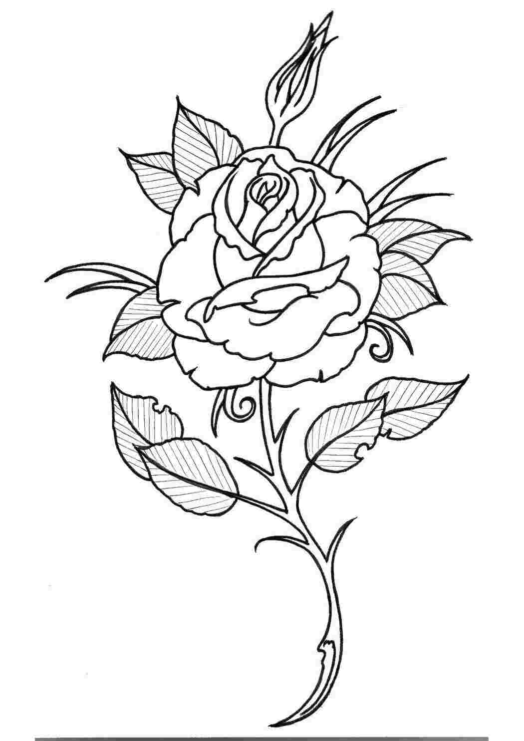 Раскраски Розы Контуры розы роза, цветы