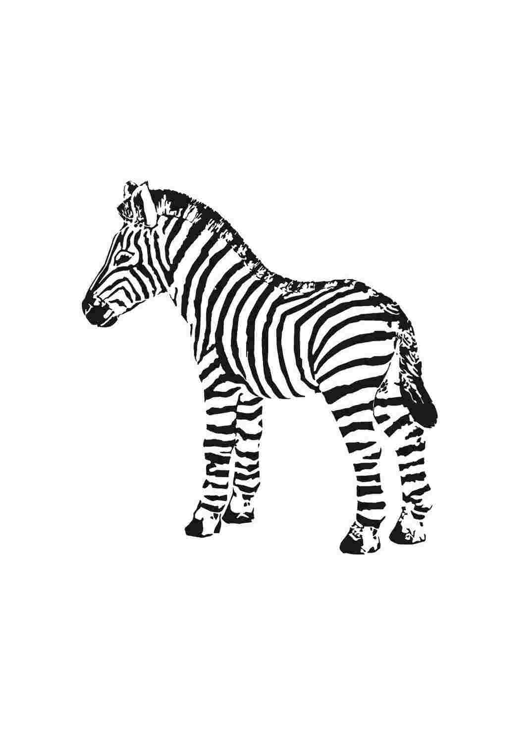 Раскраска животные зебра. Полосатая зебра