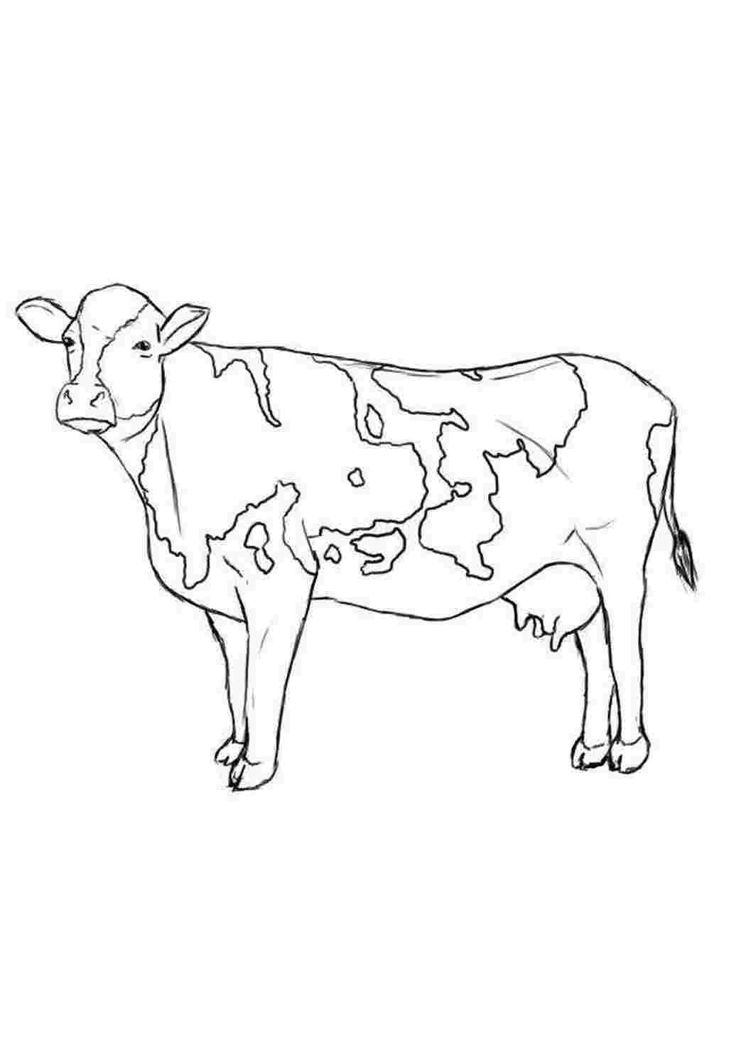 Раскраски Рисунок корова домашние животные корова
