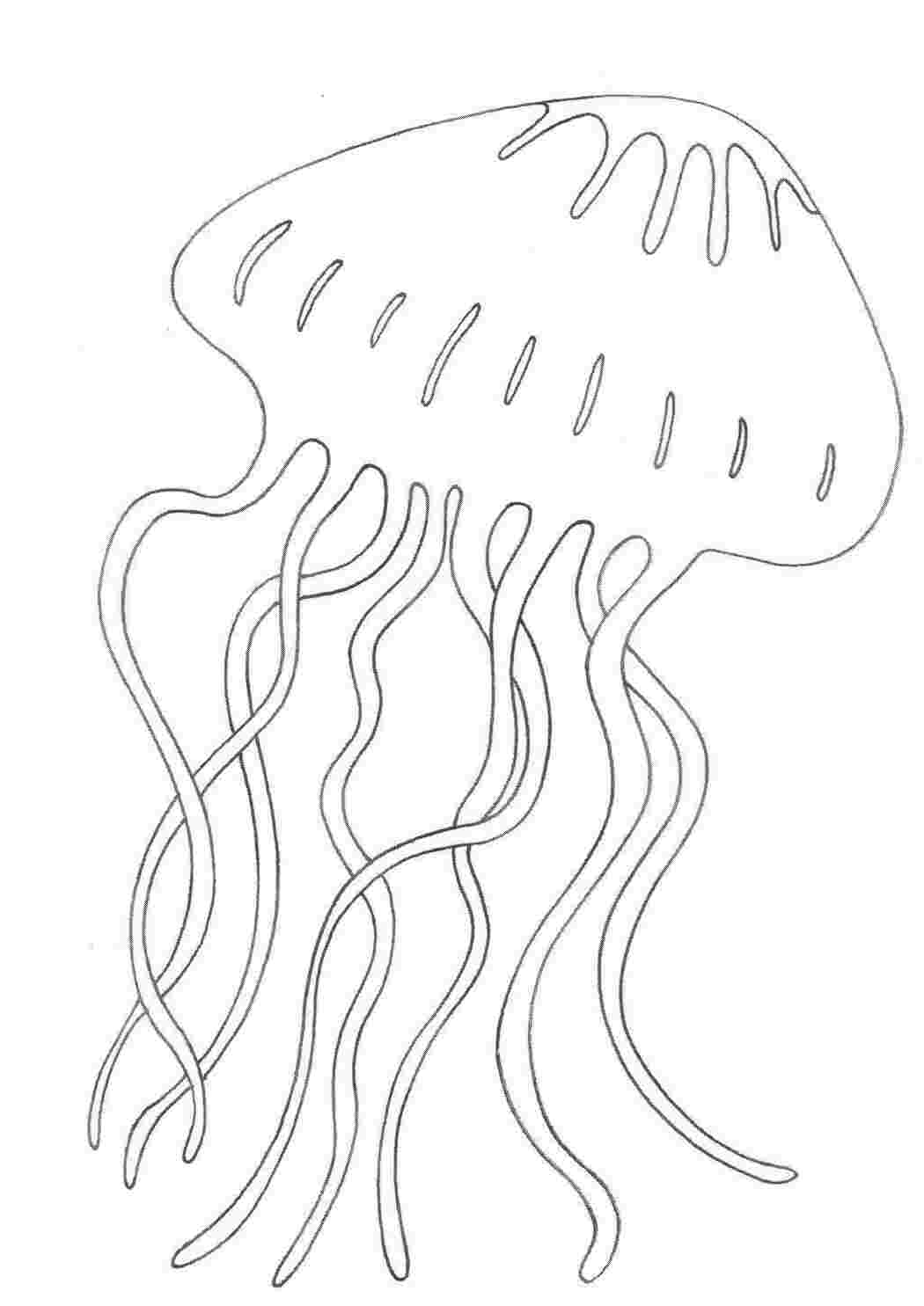 Раскраски подводный мир медуза  Раскраски скачать онлайн