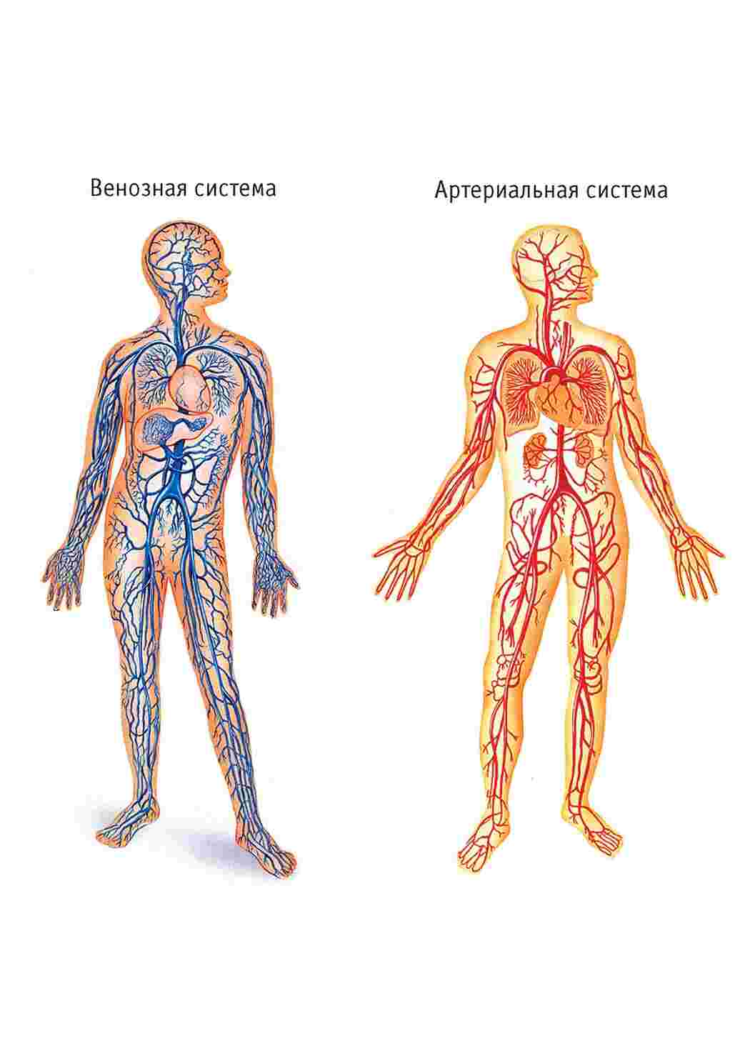  анатомия человека пособие органы 