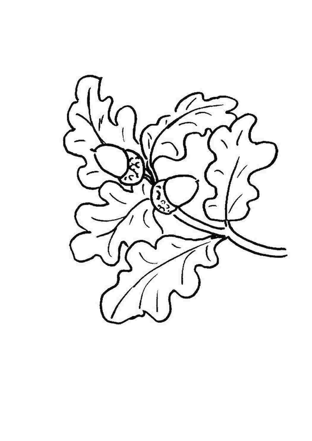 Раскраска Два желудя и дубовые листья | Раскраски для детей печать онлайн
