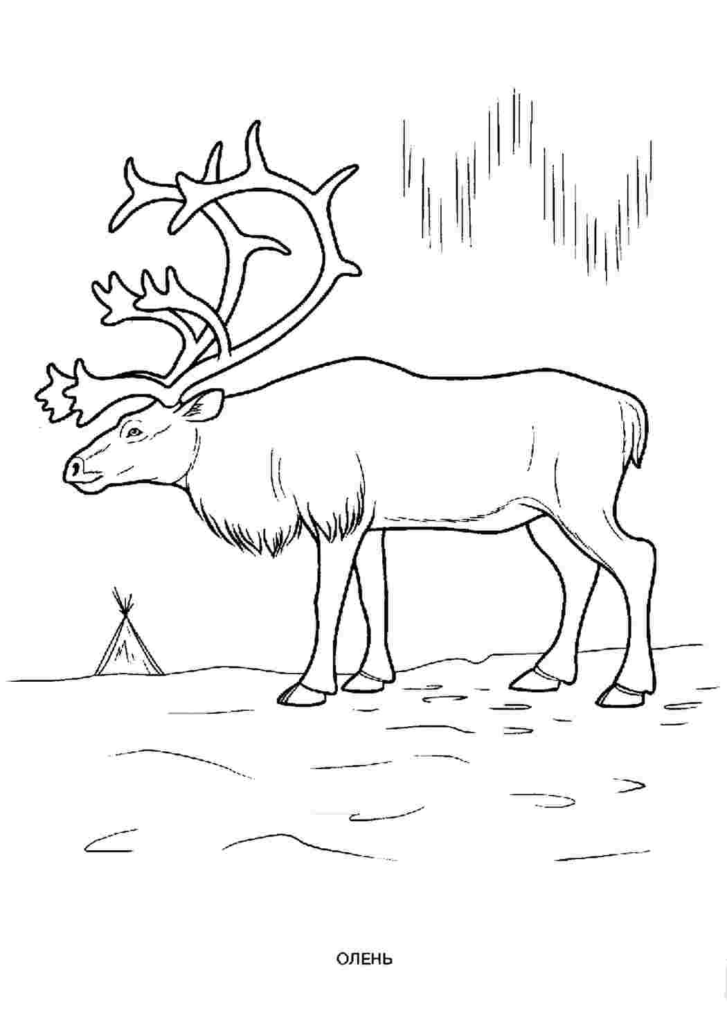 Раскраска Северный олень | Раскраски диких животных для малышей. Простые раскраски с дикими зверями