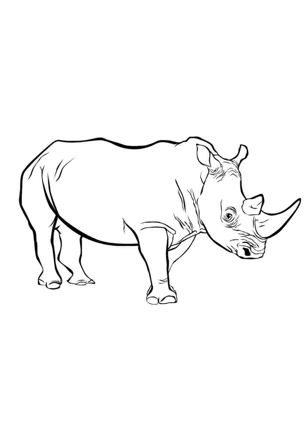 Раскраска Серый носорог