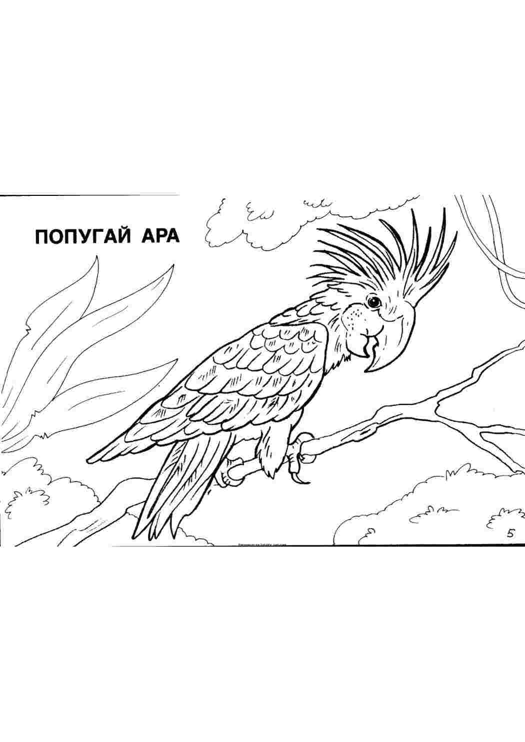 попугай попугай