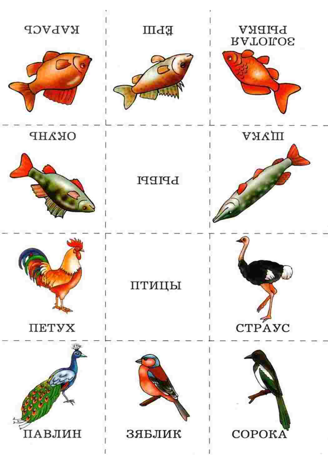  Карточки рыбы и птицы