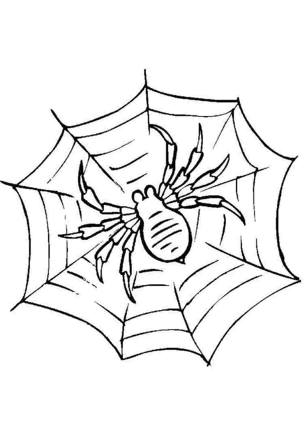 Раскраски, Паук на руке, раскраски пауки Насекомые, паук, картинки на  рабочий стол онлайн, Паук, Распечатать раскраски насекомые. Паук плетет  паутину, Паук на паутине, Раскраска паук и паутина..