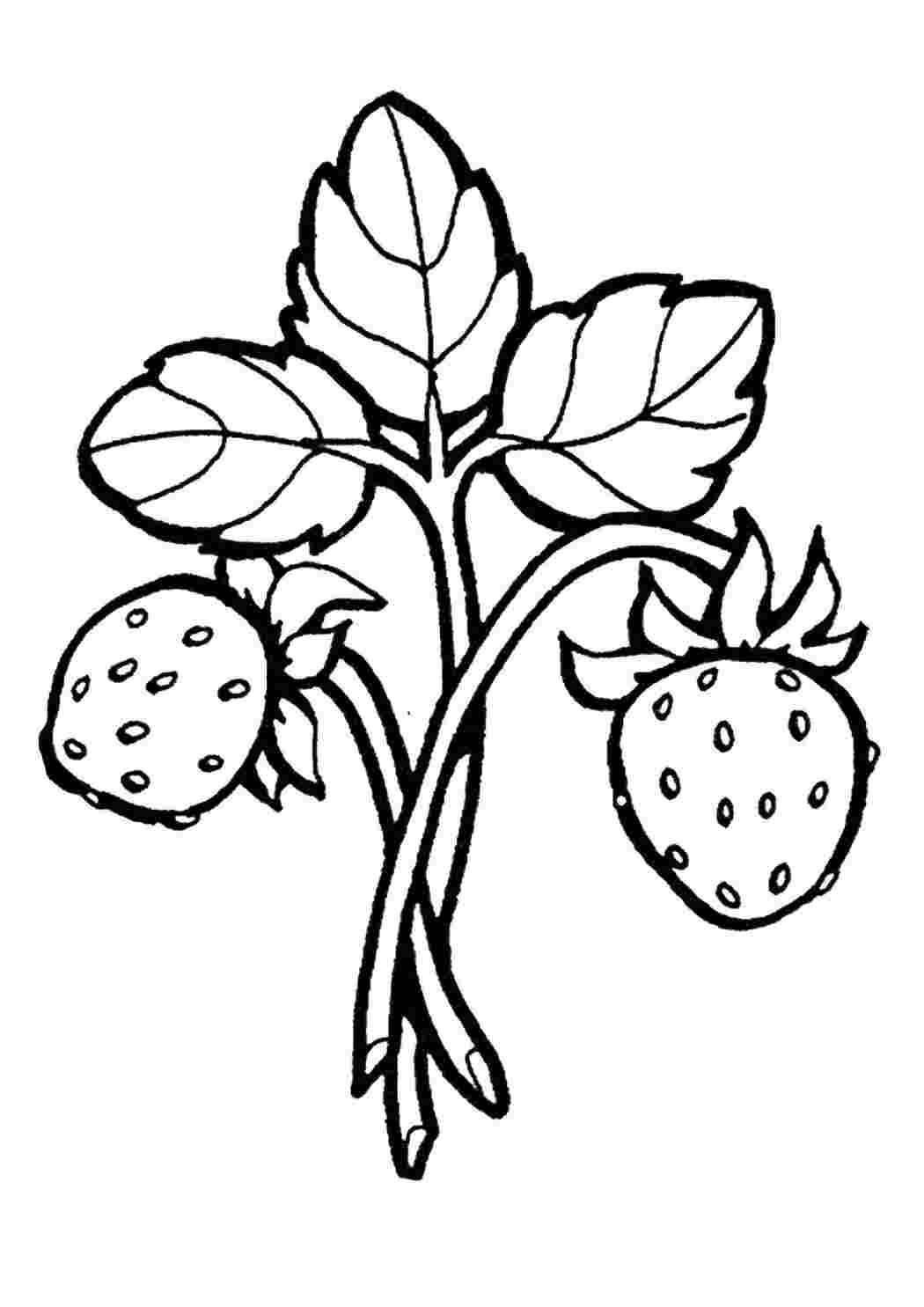 Раскраски Земляничка ягоды Ягоды, земляника