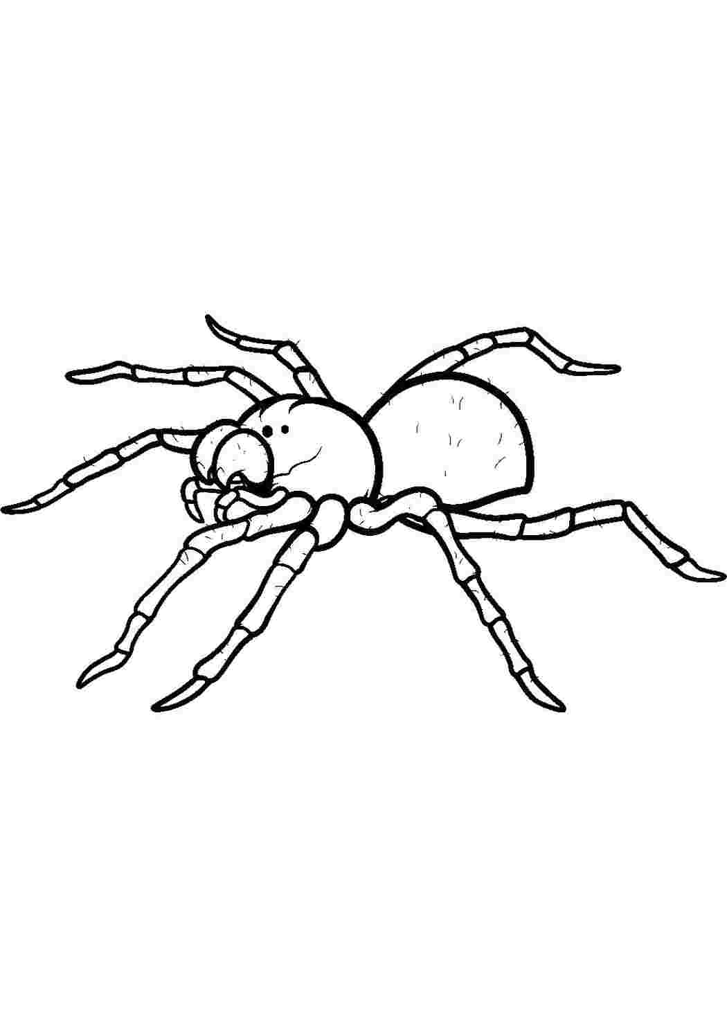Раскраски Раскраска паук Паук Паук
