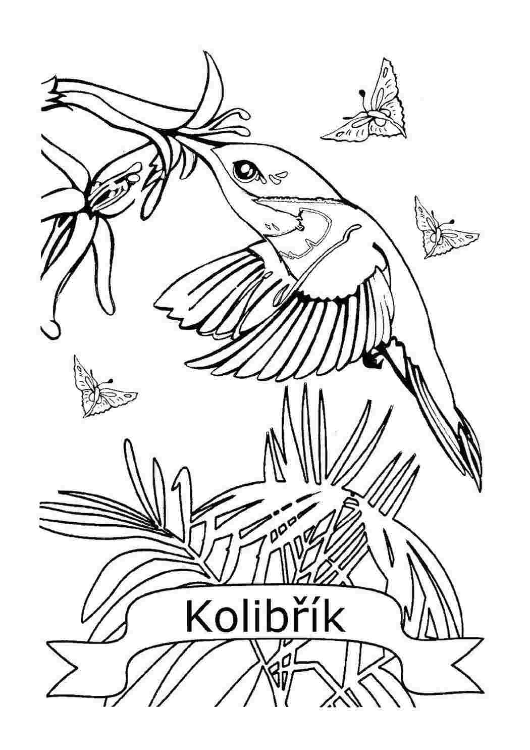 Раскраски Колибри и цветы колибри колибри, цветы, бабочка