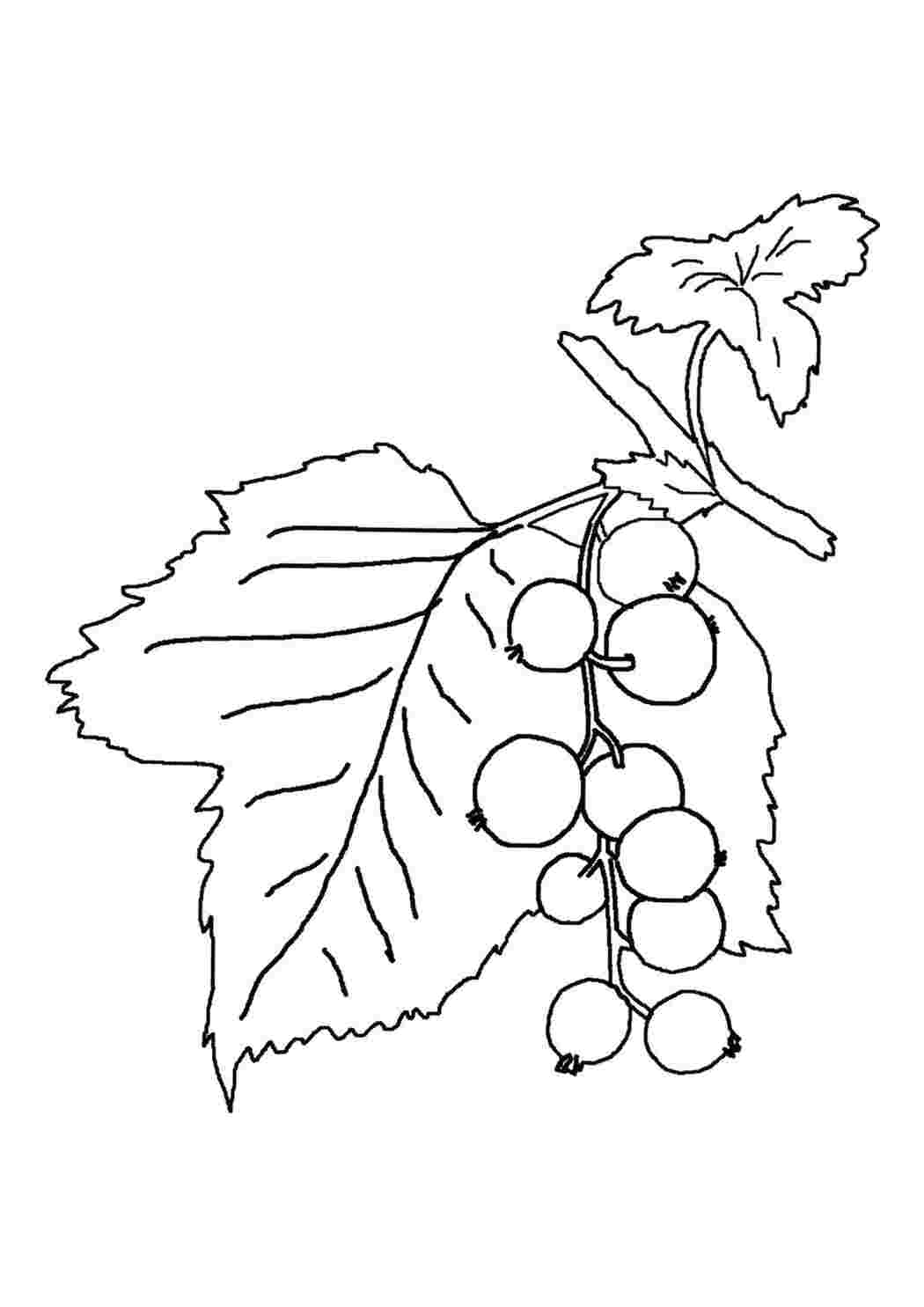 Раскраски  Раскраска ягоды, смородина ягоды ягоды