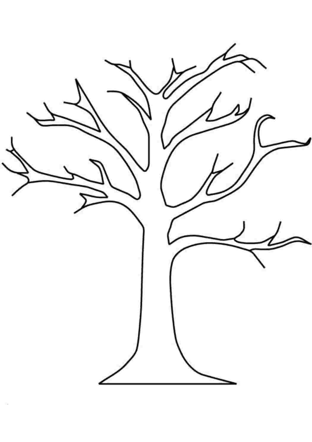 Раскраски Раскраски "дерево без листьев"  растения дерево
