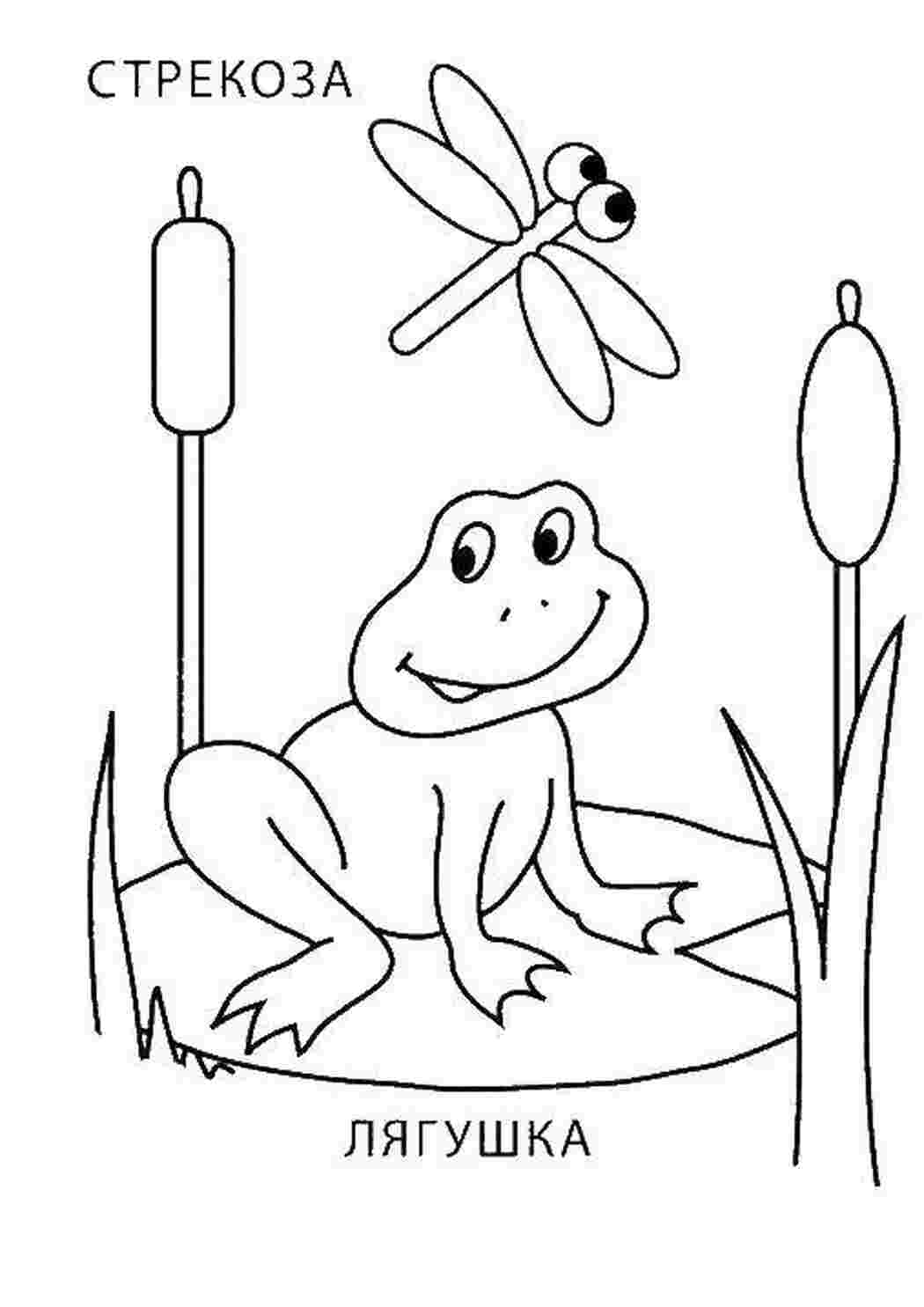 Раскраски Стрекоза и лягушонок на болоте стрекоза Рептилия, лягушка