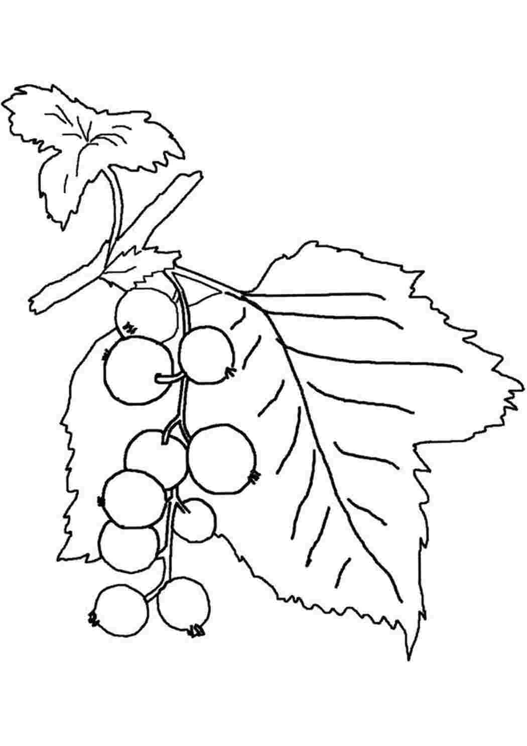 Раскраски Смородина - раскраска для детей ягоды смородина